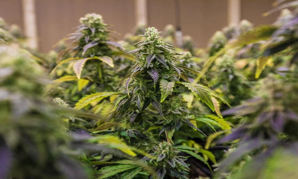 Why Lab Testing Matters When Choosing the Best Delta 8 Flower